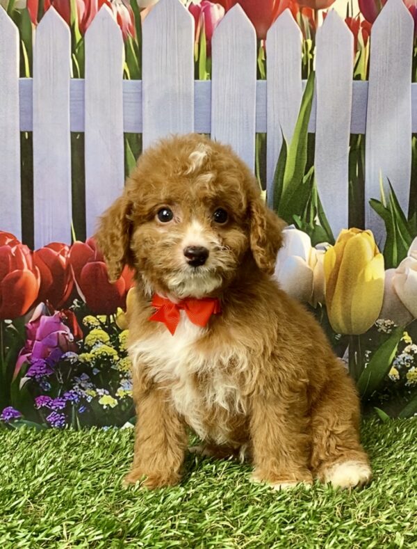 Mr. Flash the F1B Micro Mini-Bernedoodle puppy