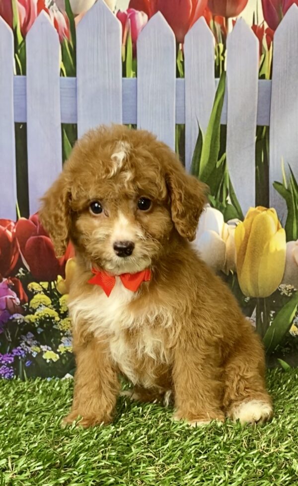 Photo of Mr. Flash the F1B Micro Mini-Bernedoodle puppy