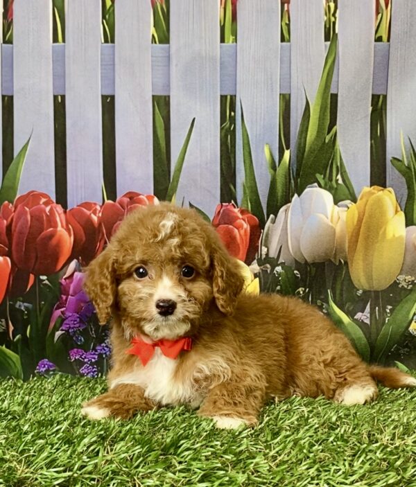 Photo of Mr. Flash the F1B Micro Mini-Bernedoodle puppy