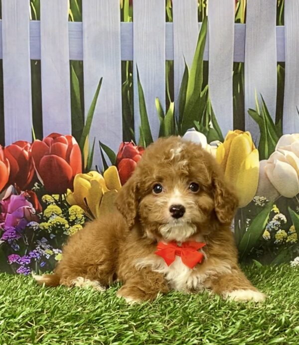 Photo of Mr. Flash the F1B Micro Mini-Bernedoodle puppy