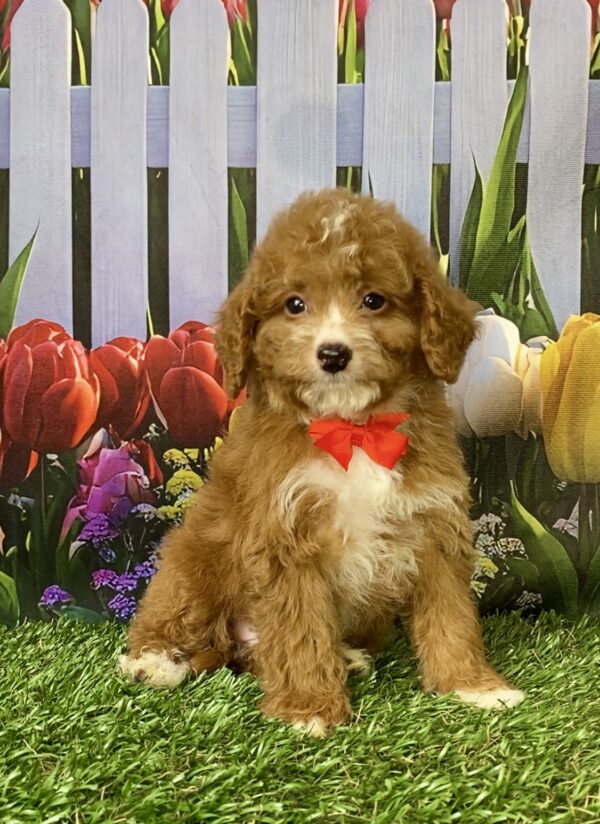 Photo of Mr. Flash the F1B Micro Mini-Bernedoodle puppy