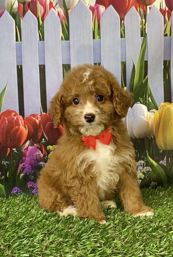 Photo of Mr. Flash the F1B Micro Mini-Bernedoodle puppy