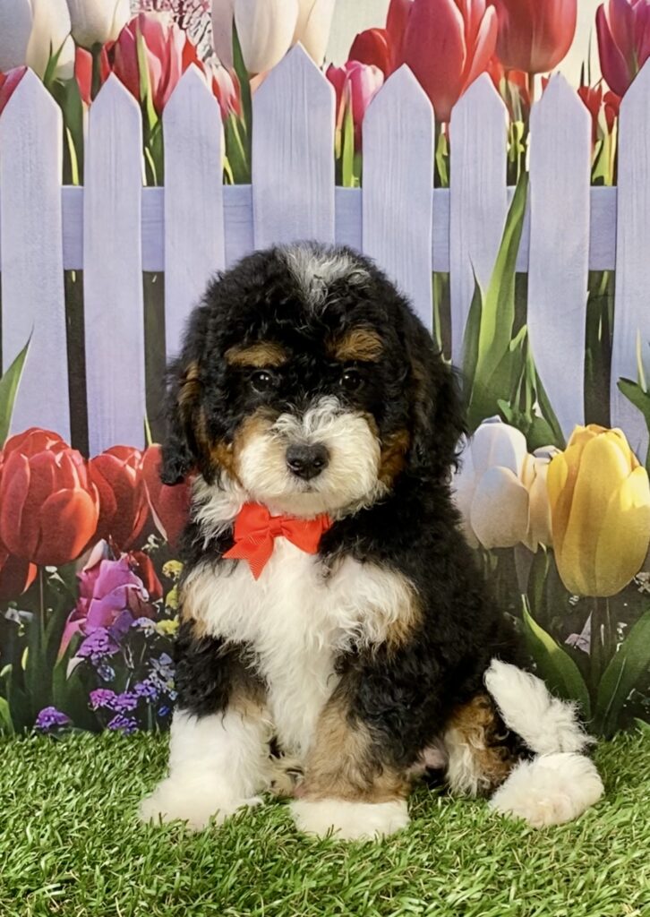 Photo of Mr. Maverick the F1B Micro Mini-Bernedoodle puppy