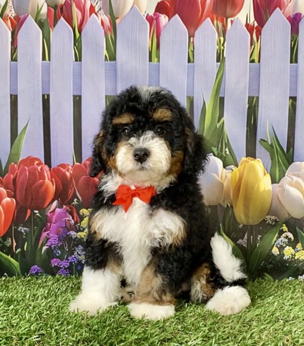 Photo of Mr. Maverick the F1B Micro Mini-Bernedoodle puppy