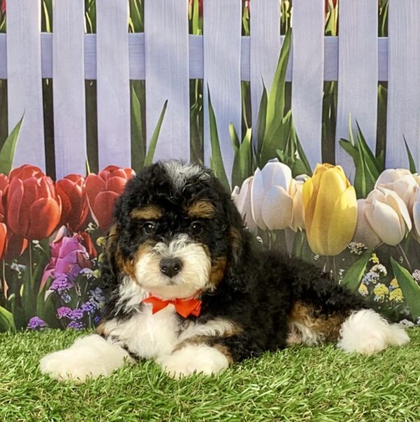 Photo of Mr. Maverick the F1B Micro Mini-Bernedoodle puppy