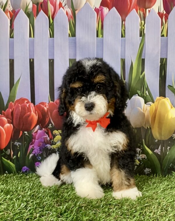 Photo of Mr. Maverick the F1B Micro Mini-Bernedoodle puppy