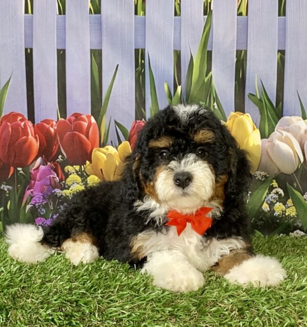 Photo of Mr. Maverick the F1B Micro Mini-Bernedoodle puppy