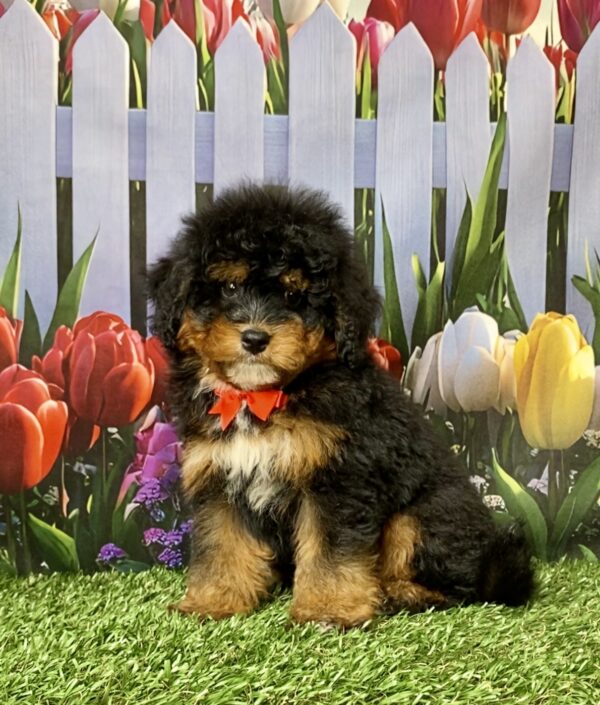 Photo of Mr. Nate the Mini-Bernedoodle puppy