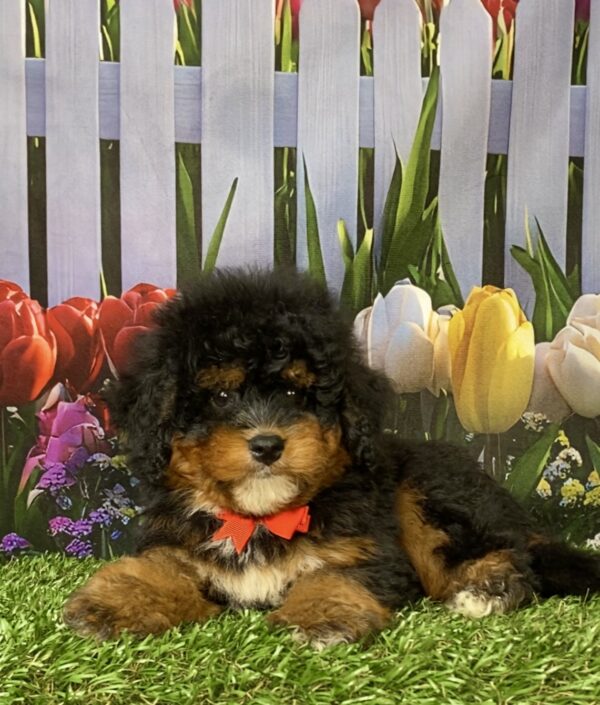 Photo of Mr. Nate the Mini-Bernedoodle puppy