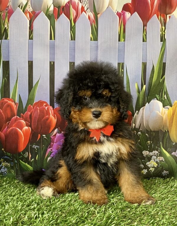 Photo of Mr. Nate the Mini-Bernedoodle puppy