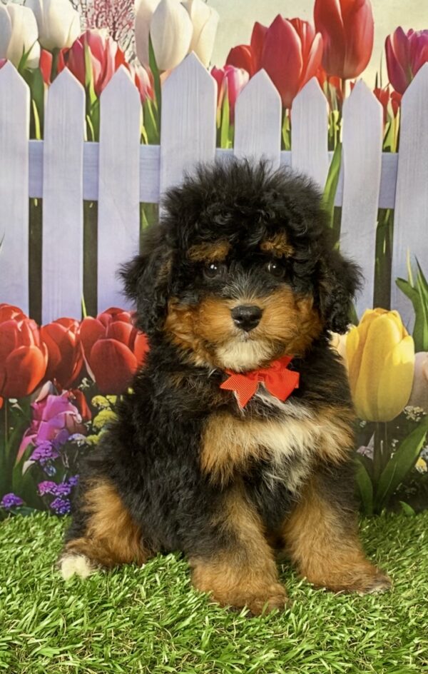 Photo of Mr. Nate the Mini-Bernedoodle puppy