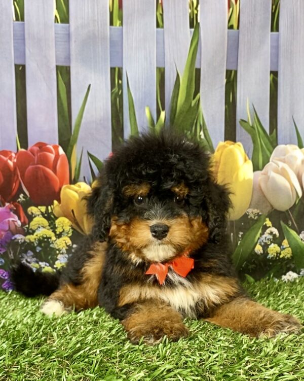Photo of Mr. Nate the Mini-Bernedoodle puppy