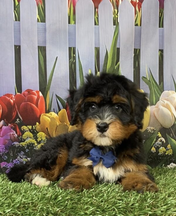 Photo of Mr. Nebo the Mini-Bernedoodle puppy