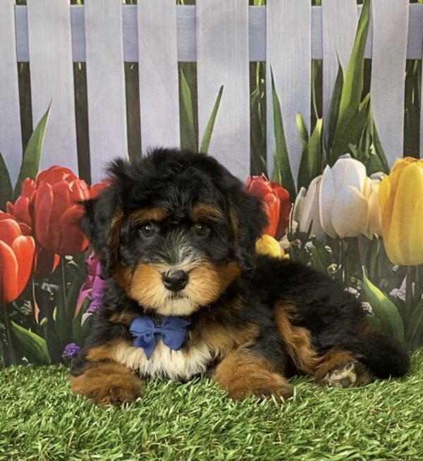 Photo of Mr. Nebo the Mini-Bernedoodle puppy