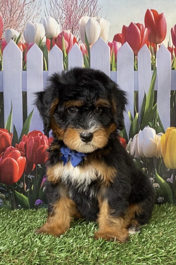 Photo of Mr. Nebo the Mini-Bernedoodle puppy