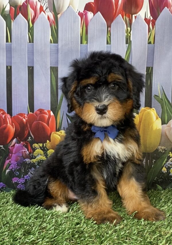 Mr. Nebo the  Mini-Bernedoodle puppy