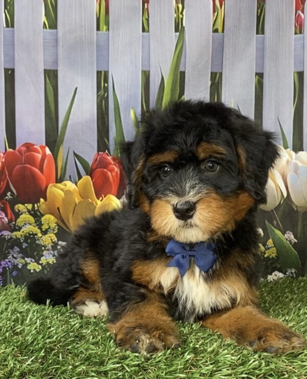 Photo of Mr. Nebo the Mini-Bernedoodle puppy