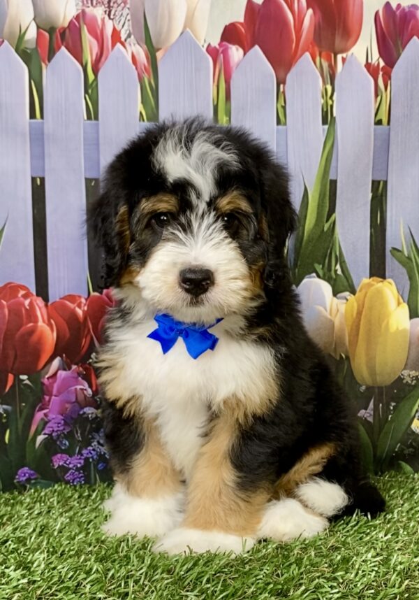 Photo of Mr. Nico the Mini-Bernedoodle puppy