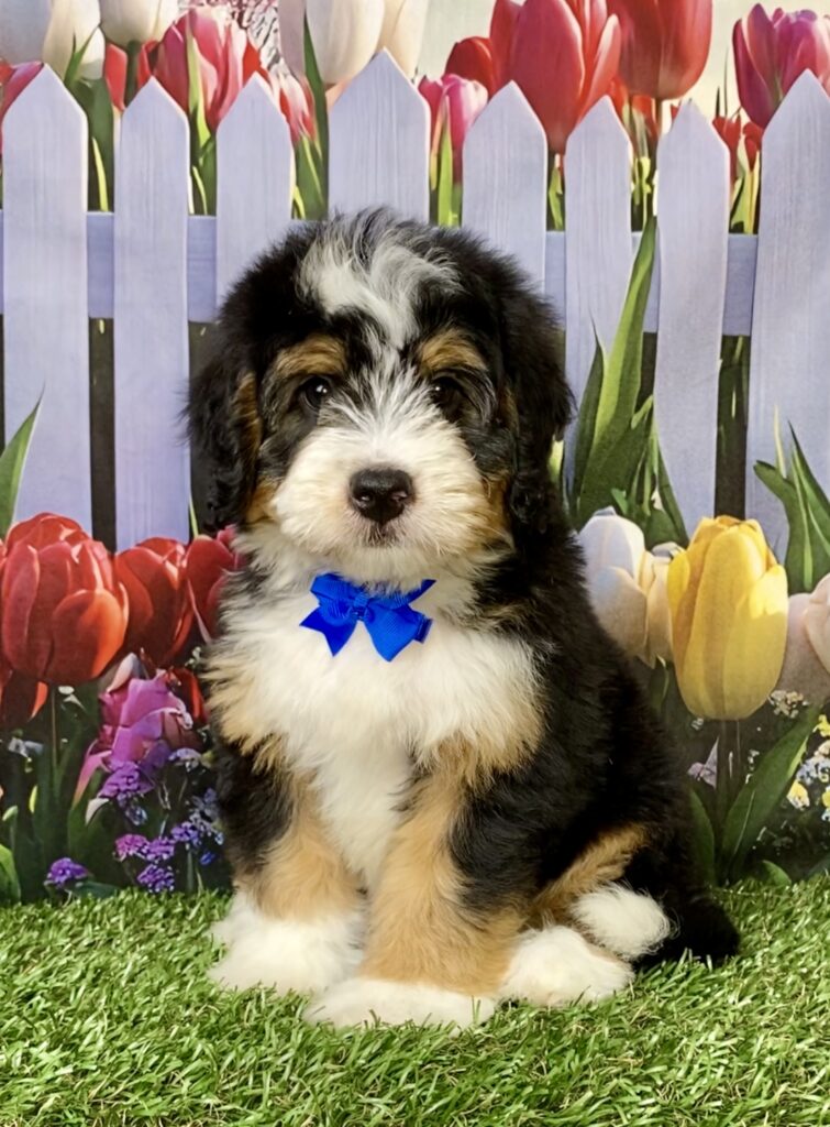 Photo of Mr. Nico the Mini-Bernedoodle puppy