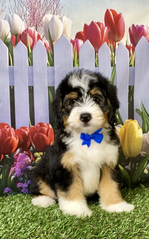 Photo of Mr. Nico the Mini-Bernedoodle puppy