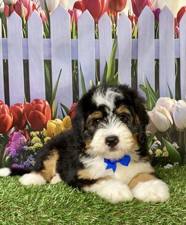 Photo of Mr. Nico the Mini-Bernedoodle puppy