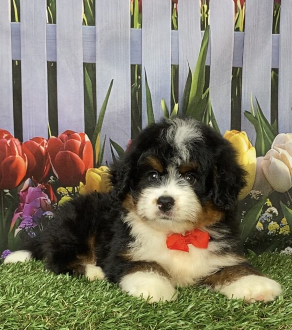 Photo of Mr. Norm the Mini-Bernedoodle puppy