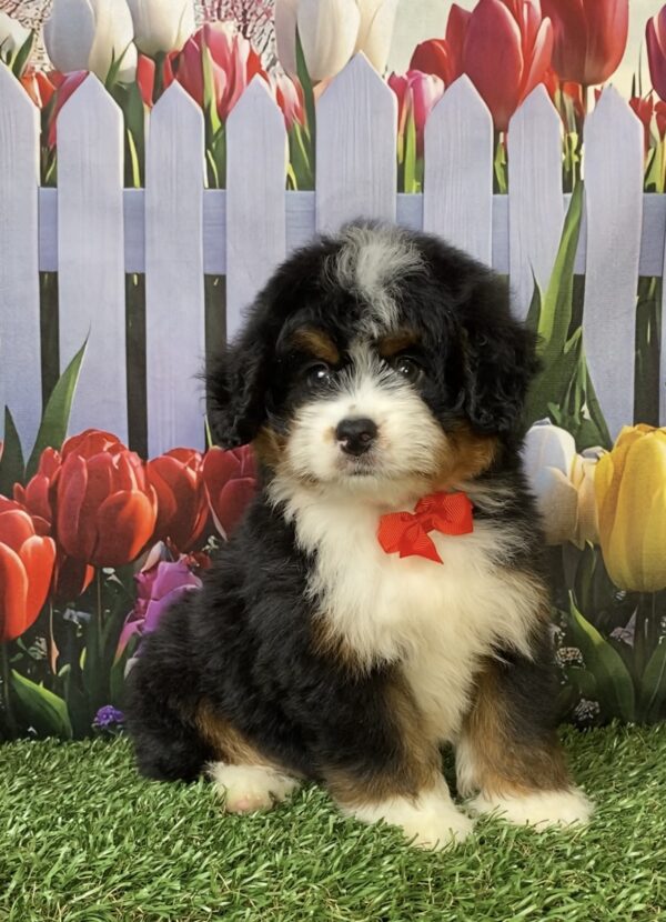 Photo of Mr. Norm the Mini-Bernedoodle puppy