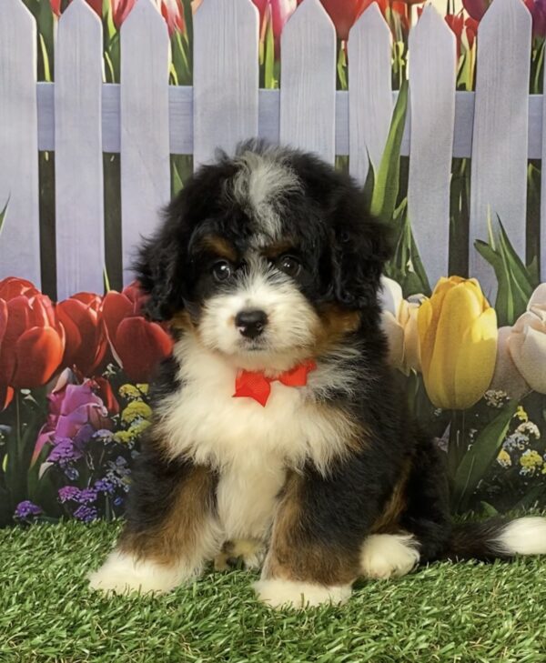 Photo of Mr. Norm the Mini-Bernedoodle puppy