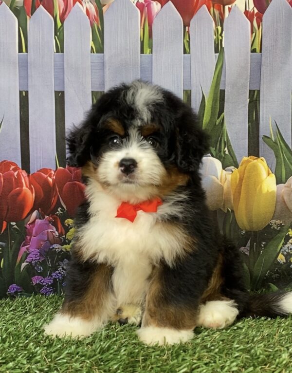 Mr. Norm the  Mini-Bernedoodle puppy