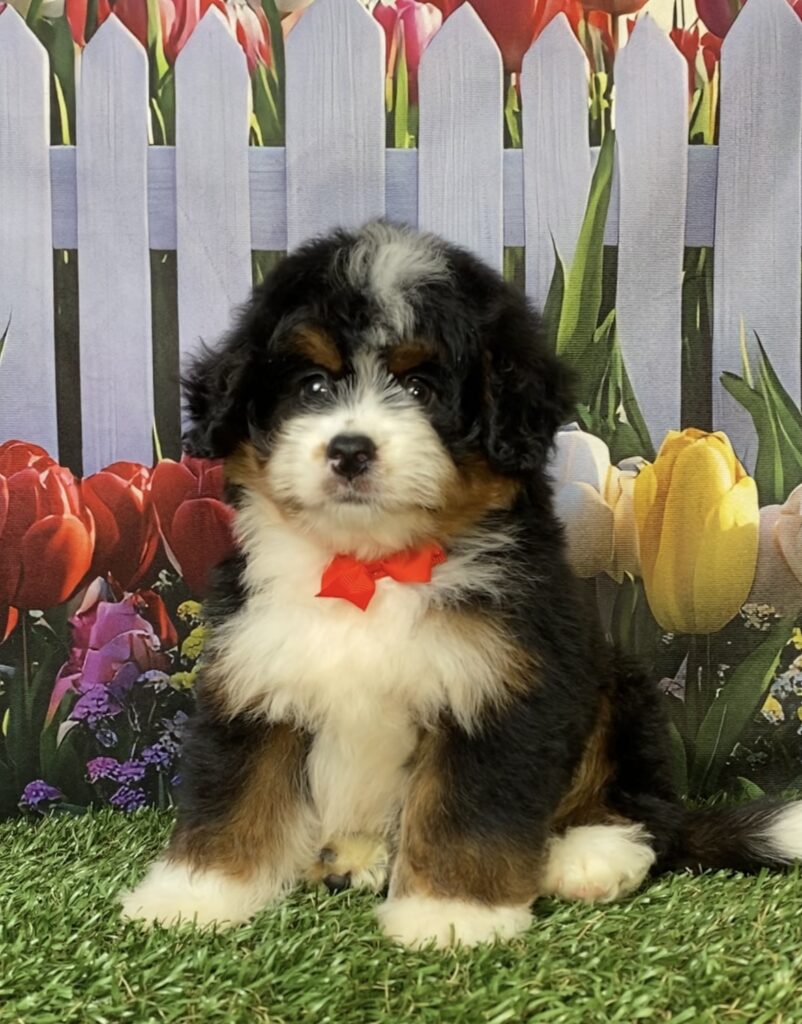 Photo of Mr. Norm the Mini-Bernedoodle puppy