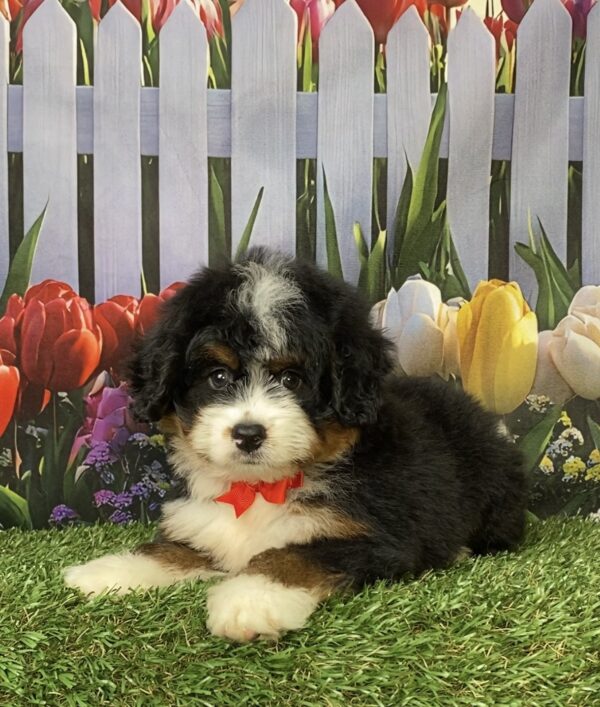 Photo of Mr. Norm the Mini-Bernedoodle puppy
