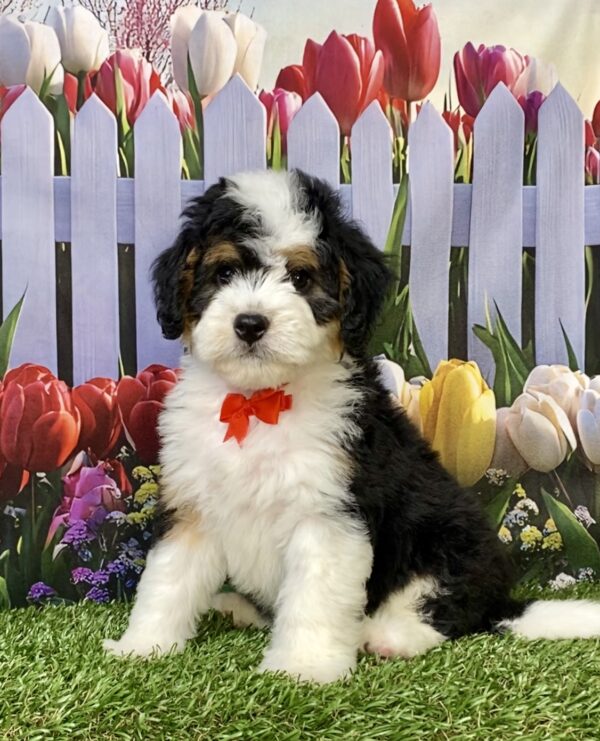 Mr. Oppie the  Mini-Bernedoodle puppy