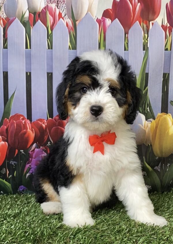 Photo of Mr. Oppie the Mini-Bernedoodle puppy