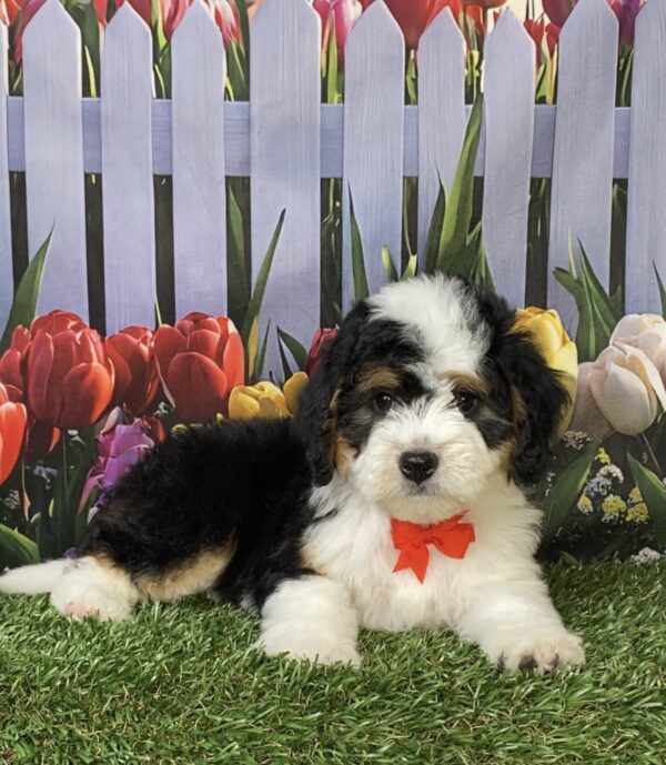 Photo of Mr. Oppie the Mini-Bernedoodle puppy