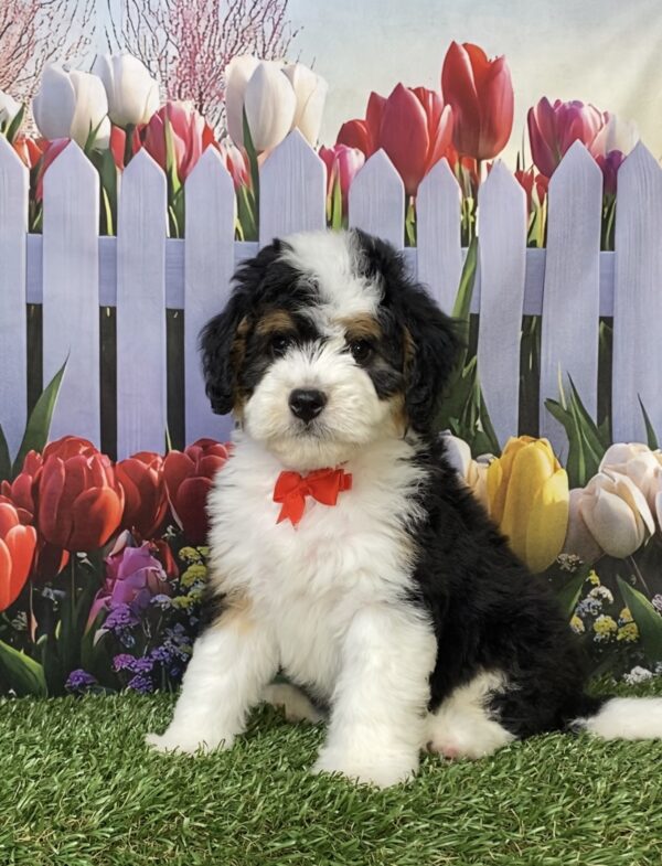 Photo of Mr. Oppie the Mini-Bernedoodle puppy