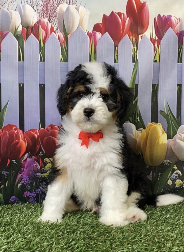 Photo of Mr. Oppie the Mini-Bernedoodle puppy