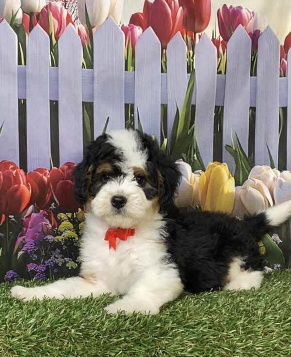 Photo of Mr. Oppie the Mini-Bernedoodle puppy
