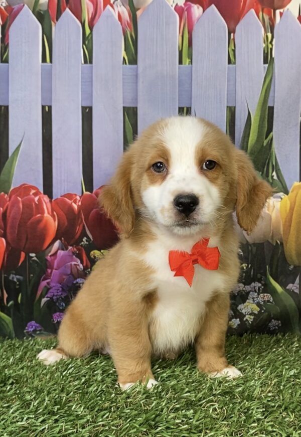 Photo of Mr. Pablo the F2 Mini-Bernedoodle puppy