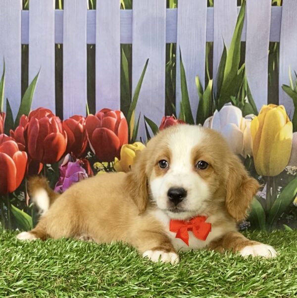 Photo of Mr. Pablo the F2 Mini-Bernedoodle puppy