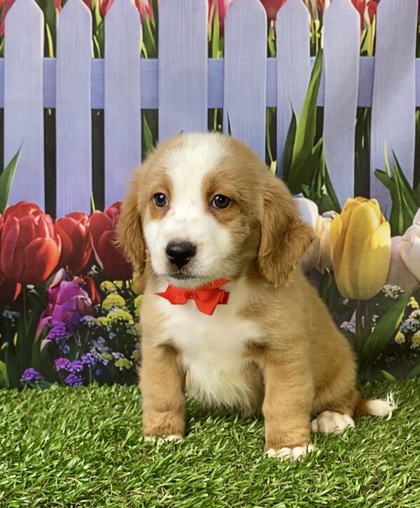 Photo of Mr. Pablo the F2 Mini-Bernedoodle puppy