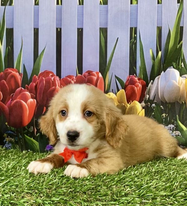 Photo of Mr. Pablo the F2 Mini-Bernedoodle puppy