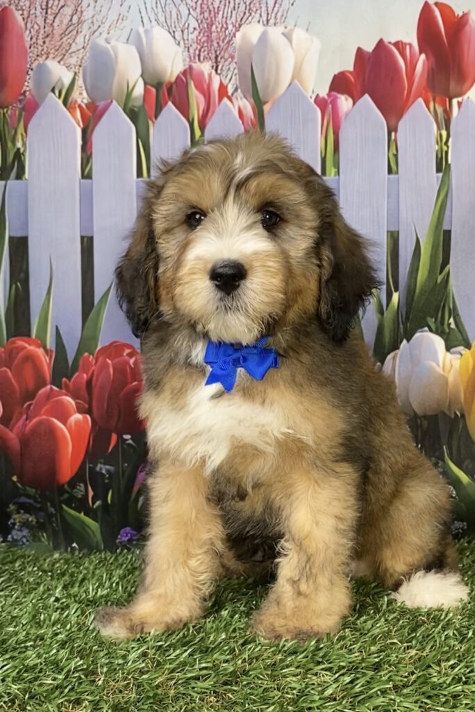 Photo of Mr. Piper the F2 Mini-Bernedoodle puppy