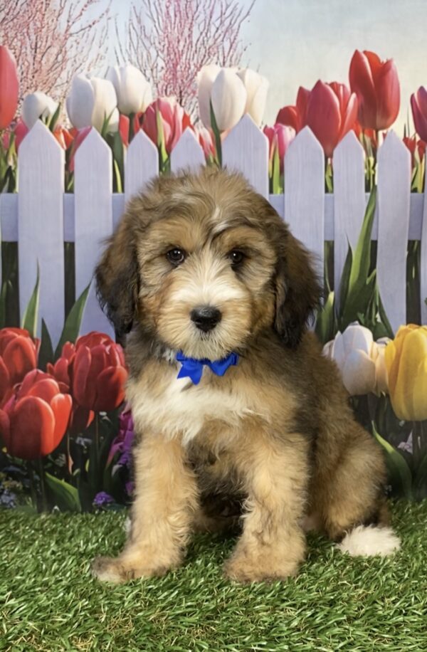 Photo of Mr. Piper the F2 Mini-Bernedoodle puppy