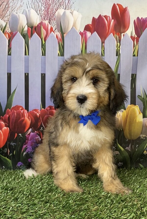 Photo of Mr. Piper the F2 Mini-Bernedoodle puppy