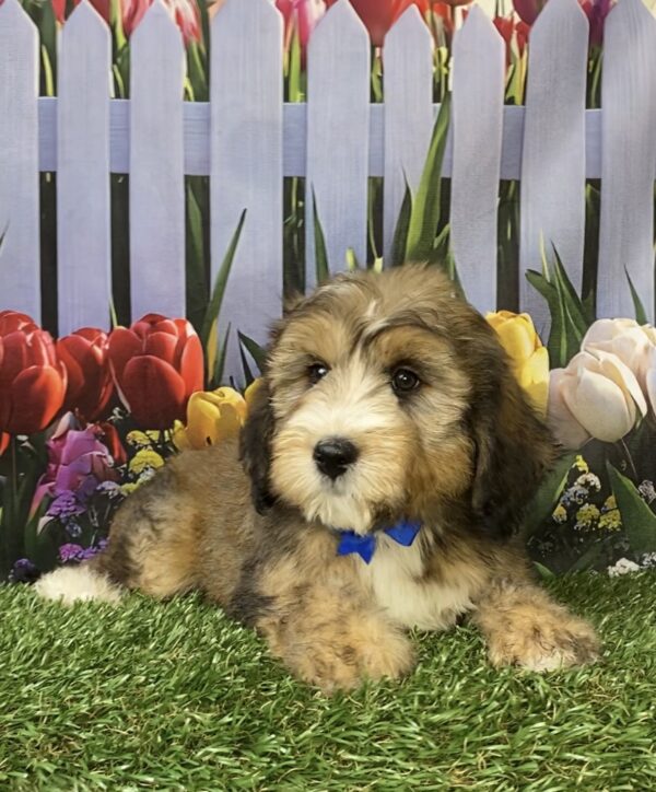 Photo of Mr. Piper the F2 Mini-Bernedoodle puppy