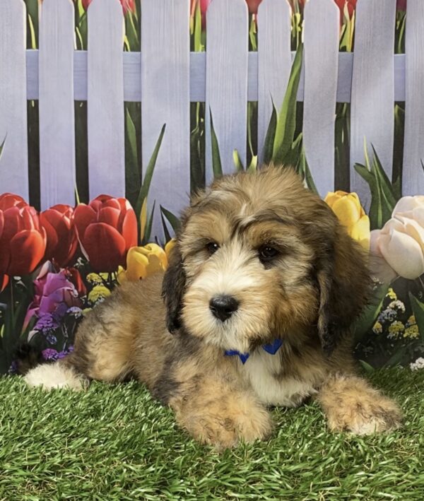 Photo of Mr. Piper the F2 Mini-Bernedoodle puppy