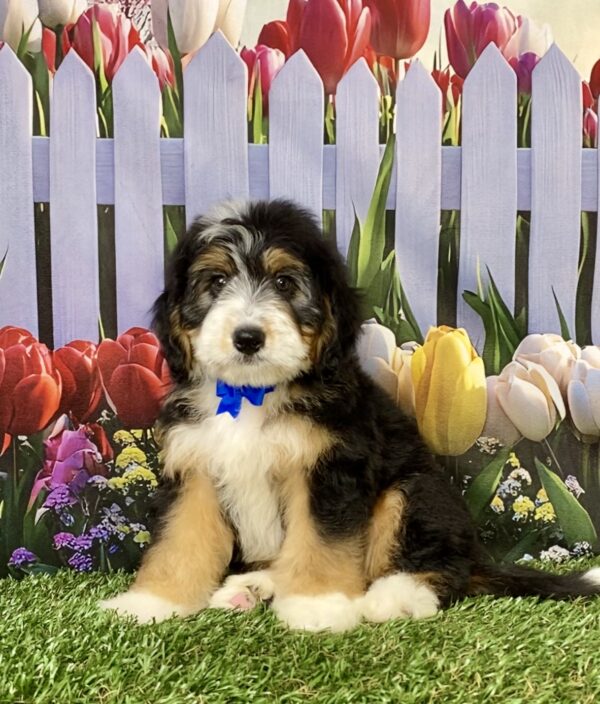 Photo of Mr. Ronnie the Mini-Bernedoodle puppy