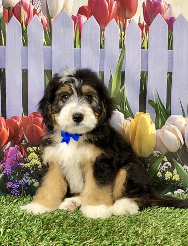 Photo of Mr. Ronnie the Mini-Bernedoodle puppy