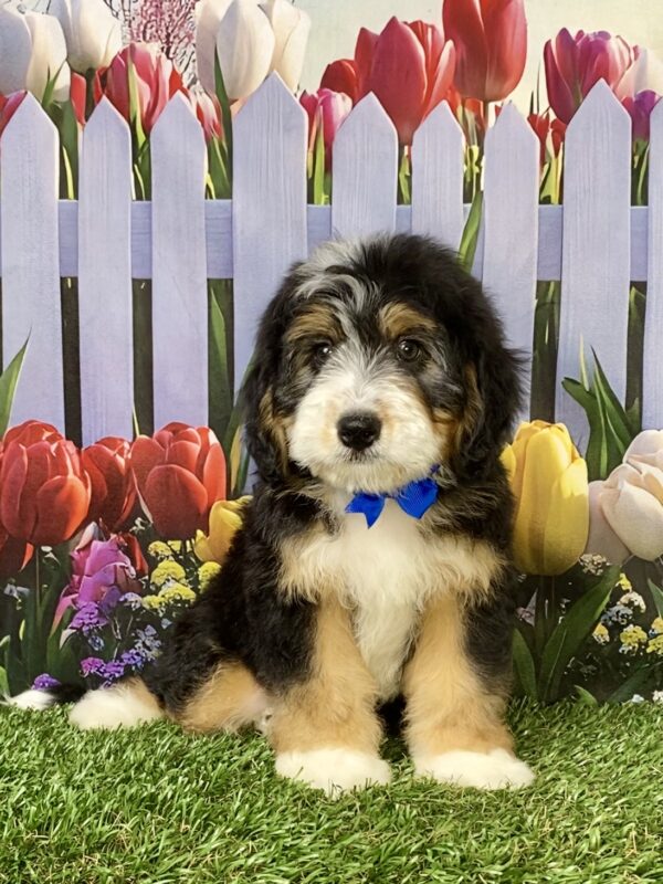 Mr. Ronnie the Mini-Bernedoodle puppy