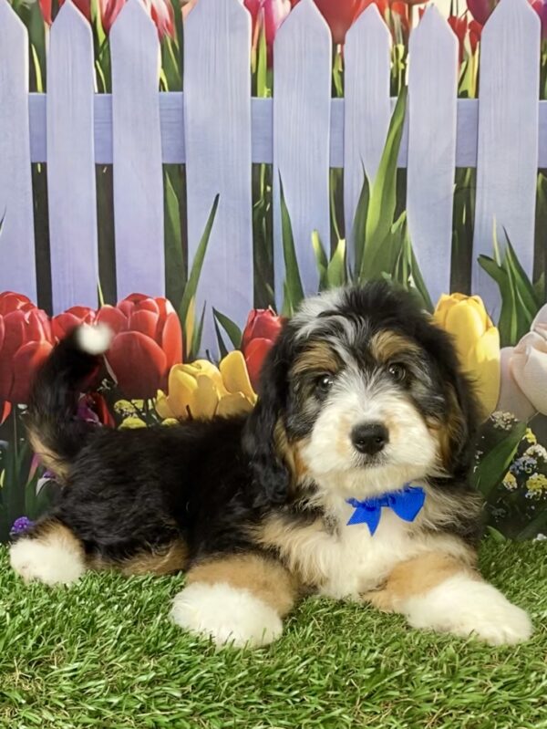 Photo of Mr. Ronnie the Mini-Bernedoodle puppy